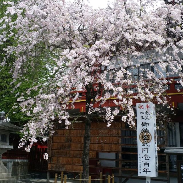 賞櫻 賞景 賞文化 東京近郊秩父神社