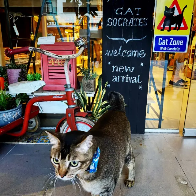 Cat Socrates at Katong: Quirky and Unique 