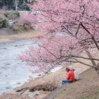 Kawazu Sakura 🌸