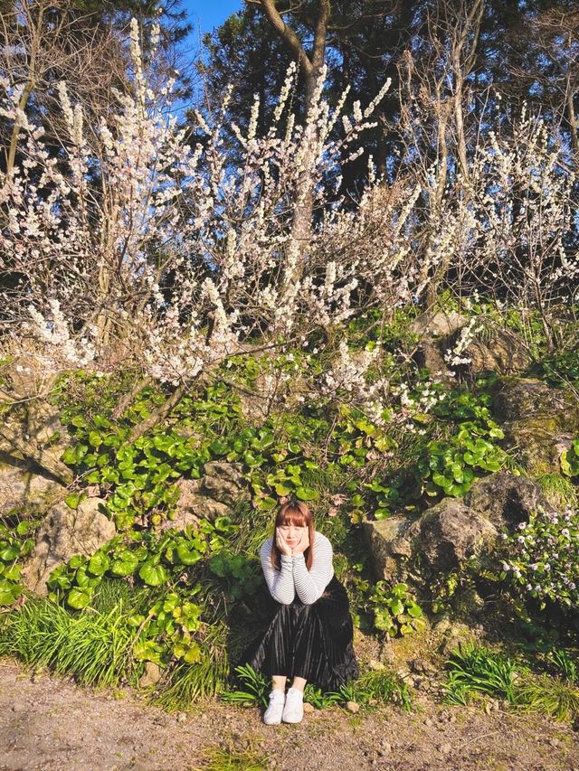 봄 제주 여행, 매화와 유채꽃을 한번에🌼