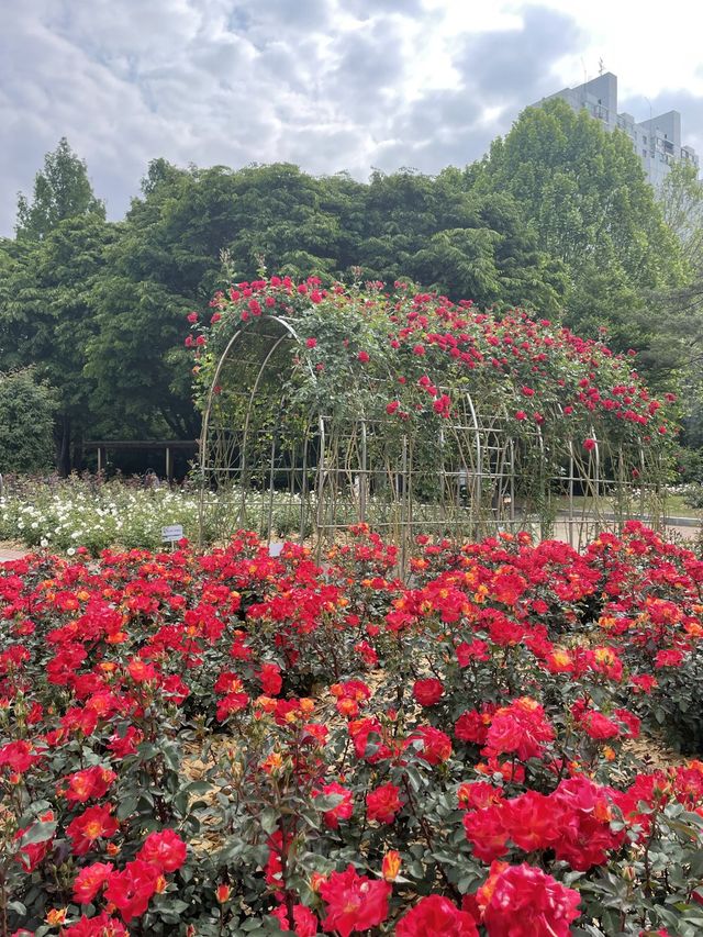 올림픽공원 장미광장 이번주가 절정🌹