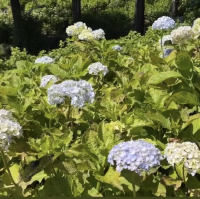 日本紫陽花寺—三室戶寺