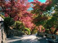 วัดคิโยะมิซุ 清水寺 หรือวัดน้ำใส 🍁⛩️