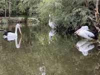 호주 동물들을 가까이서 볼 수 있는 Healesville Sanctuary