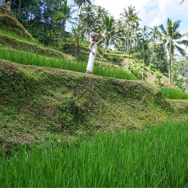 Amazing Rice Field Bali