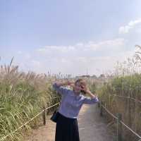 매년 10월 상암 하늘공원에서 볼 수 있는 억새축제🌾🌾
