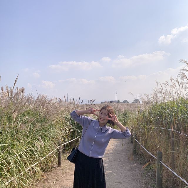 매년 10월 상암 하늘공원에서 볼 수 있는 억새축제🌾🌾