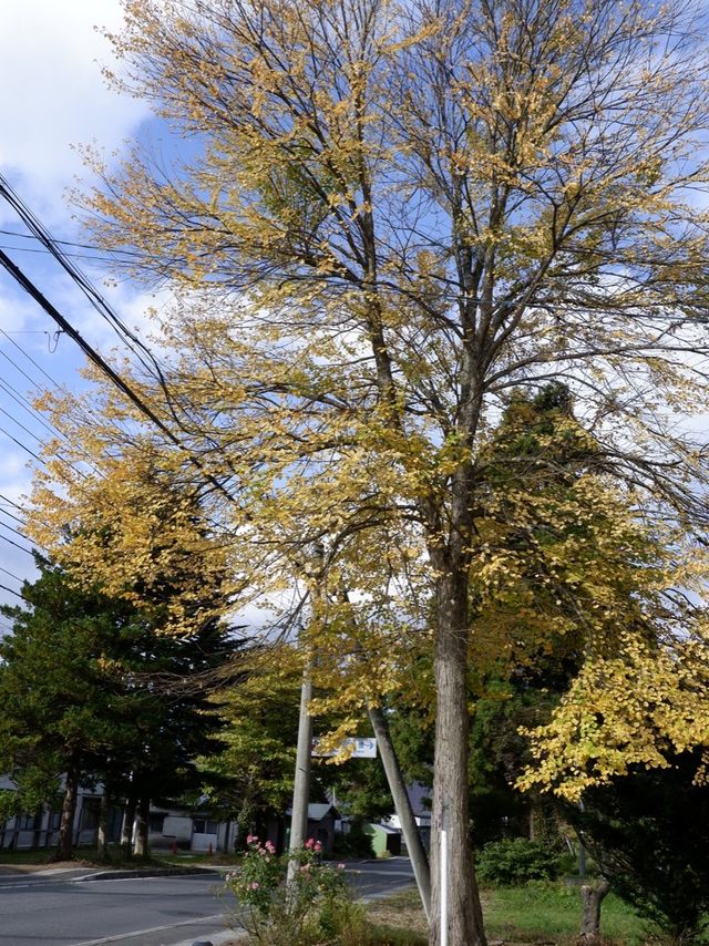 日本住宿篇~十和田湖背包旅館