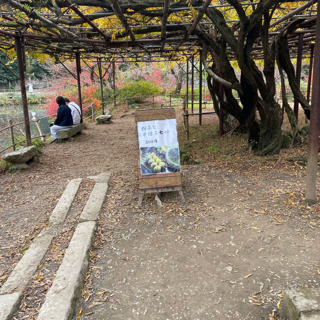 推薦御船山樂園賞楓遊：優惠晚上入場，適合秋天晚上賞楓