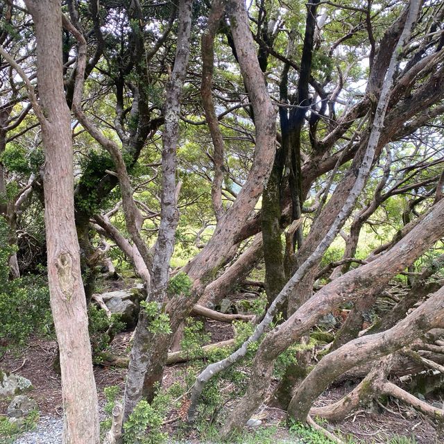Hooker Valley Track!