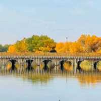 巴楚縣胡楊林秋天盛宴，紅海景區金光爛美不勝收