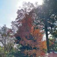 金閣寺：歴史と美の調和 🏯🍁