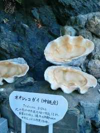 【三重】伊勢神宮に行く前に！縁結びや夫婦円満の神様として有名な二見興玉神社⛩