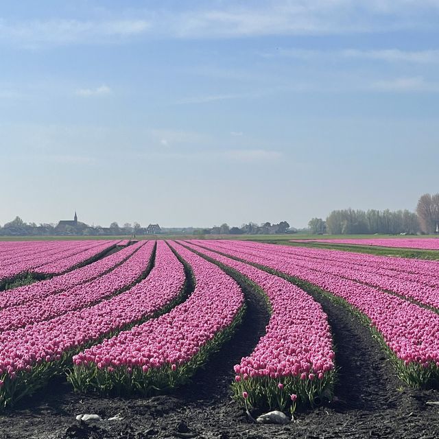 Spring with a sea of tulips