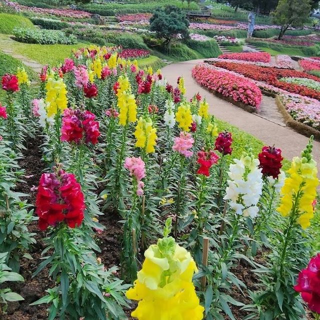 ชมดอกไม้งาม บานตลอดปี ที่  สวนแม่ฟ้าหลวง  ดอยตุง