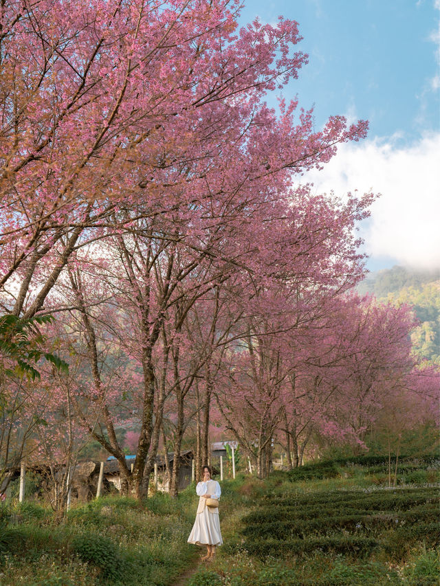 Wild Himalayan Cherry season in Thailand