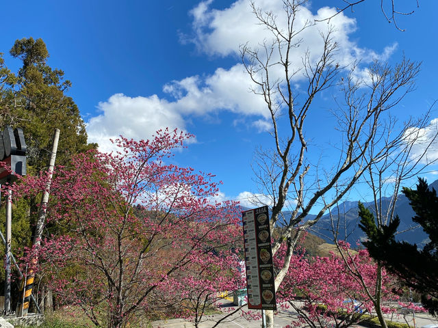 清境小瑞士花園-美麗花園