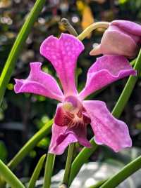 Gorgeous blooms@ National Orchid Garden