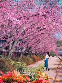 春先取り！奈良の早咲の桜スポット🌸