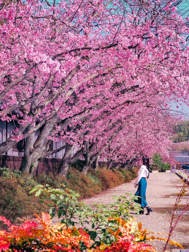 春先取り！奈良の早咲の桜スポット🌸