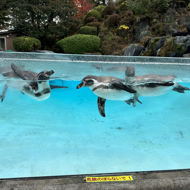 阿笨與阿占的阿蘇卡德利動物園🥹😉
