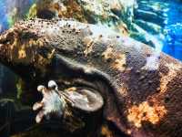 Notojima aquarium 