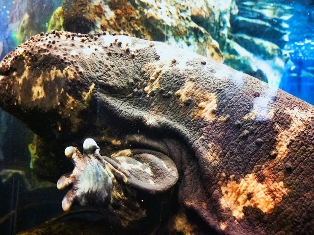 Notojima aquarium 