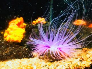 Notojima aquarium 