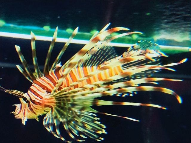 Notojima aquarium 