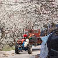 Gwangyang Maehwa Village (광양 매화마을)