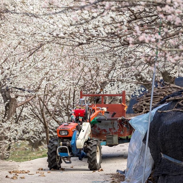 Gwangyang Maehwa Village (광양 매화마을)