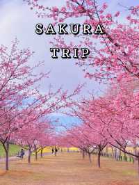 【埼玉】絶景!!桜トンネルをお散歩🤍今なら菜の花＆梅のトリプルお花見も🌸ヤギさんもいるよ🐐 