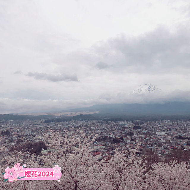 【新倉山淺間公園】不能錯過櫻花與富士山同框的畫面🌸🗻