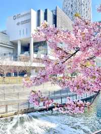 【東京スカイツリー/東京都】スカイツリー×河津桜