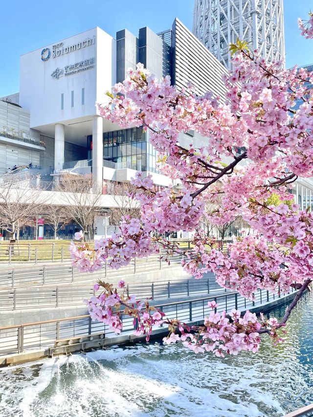 【東京スカイツリー/東京都】スカイツリー×河津桜