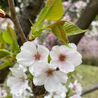 しだれ桜のトンネルは圧巻