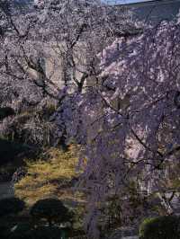 【京都×桜】ホントは教えたくない🙅日本最古の官公庁建造物と中庭の桜🌸