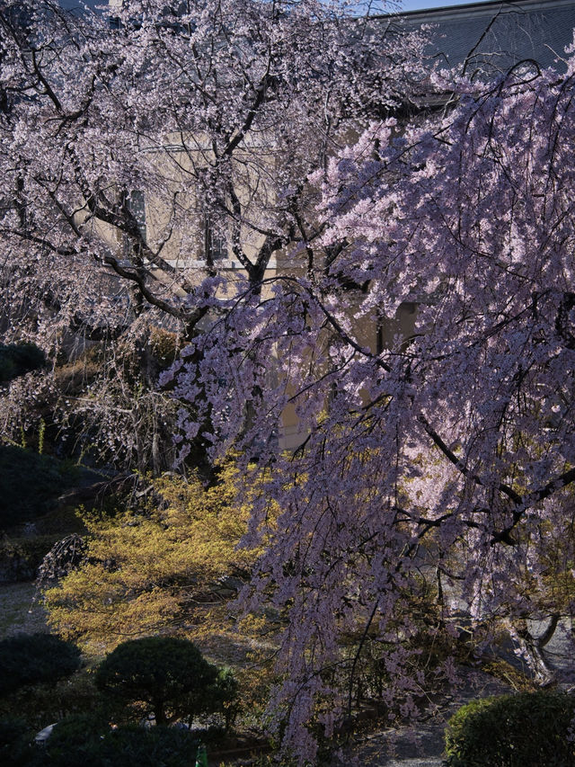 【京都×桜】ホントは教えたくない🙅日本最古の官公庁建造物と中庭の桜🌸