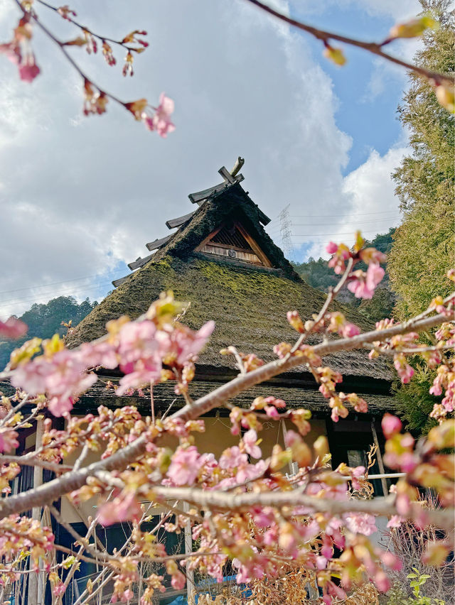 櫻花季就是要來日本～ 美山茅屋群初現櫻花