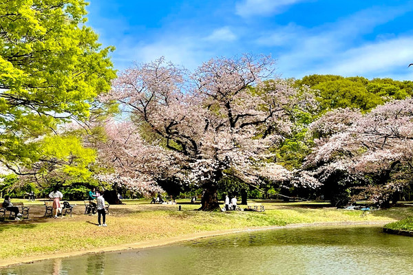 Cherry Blossoms Garden | Trip.com Tokyo