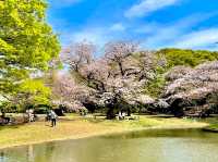 Cherry Blossoms Garden 