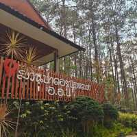 นอนชิว สดชื่น ในป่าสนธรรมชาติสวนป่าดอยบ่อหลวง