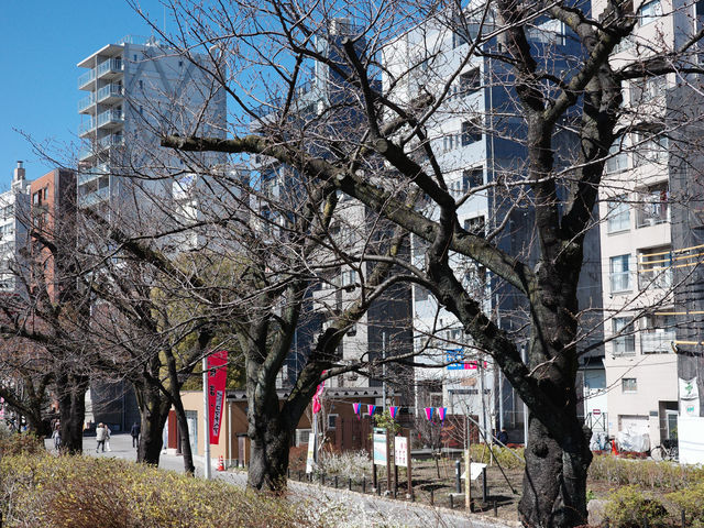 สถานการณ์ซากุระที่ Sumida Park