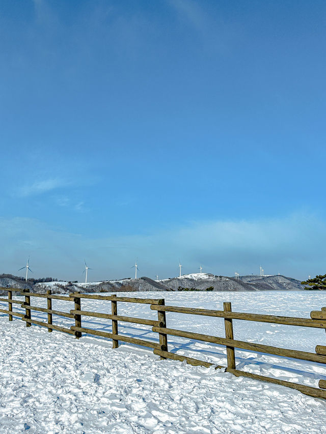 3월까지도 눈이 오는 겨울왕국 대관령 ❄️☃️