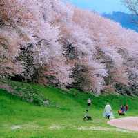 日本奈良公園