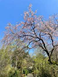 【久留米】あまり知られていない桜の名所