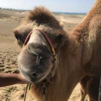 鳥取砂丘，騎駱駝體驗