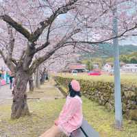 🌸ชมซากุระที่ถนนซากุระSugi no baba