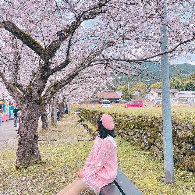 🌸ชมซากุระที่ถนนซากุระSugi no baba