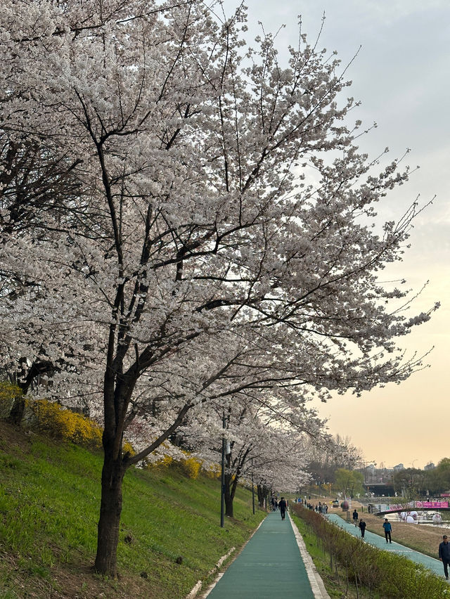 서울 벚꽃놀이 필수코스 🌸💗